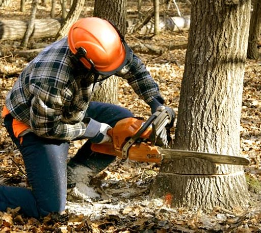 Tree Removal in Perrinton, MI